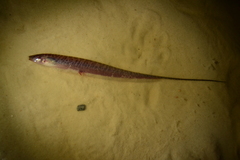 Brachyhypopomus