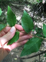 Planera aquatica