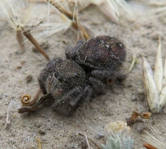 Phidippus cryptus