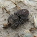 Phidippus cryptus - Photo (c) Globe Power Bar LT57QS, some rights reserved (CC BY-NC), uploaded by Globe Power Bar LT57QS