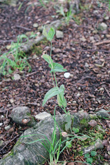 Bupleurum longifolium