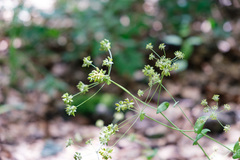 Bupleurum longifolium