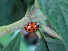 Harmonia axyridis