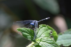 Micrathyria hypodidyma
