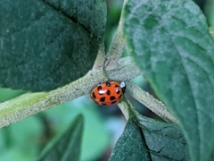 Harmonia axyridis