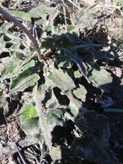 Arctotheca prostrata