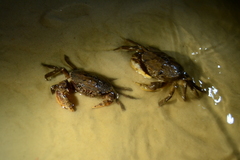 Trichodactylidae