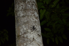 Avicularia juruensis