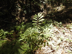 Cupaniopsis tomentella