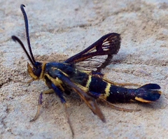 Synanthedon bibionipennis