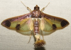 Cryptographis nitidalis