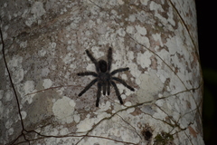 Avicularia juruensis