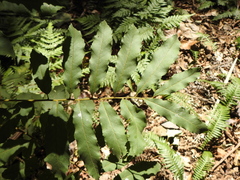 Cupaniopsis tomentella