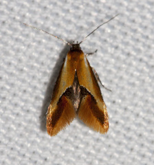 Batia lunaris