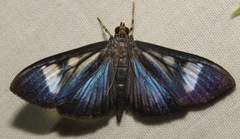 Erilusa