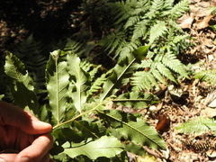 Cupaniopsis tomentella