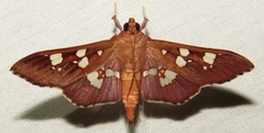 Phostria temira