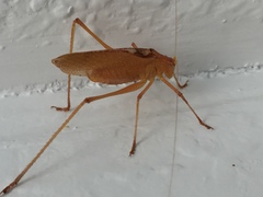 Platylyra californica