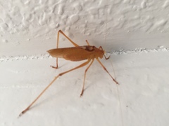 Platylyra californica