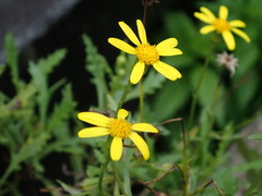 Senecio squalidus
