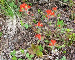 Castilleja hispida hispida