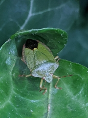 Palomena prasina