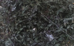 Tradescantia zebrina