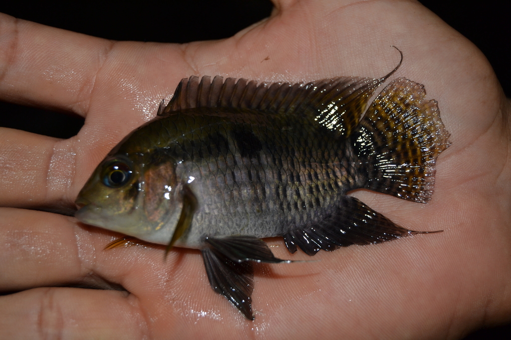 Black Acara