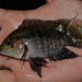 Amazon Cichlid - Photo (c) Michael Bakker Paiva, some rights reserved (CC BY), uploaded by Michael Bakker Paiva
