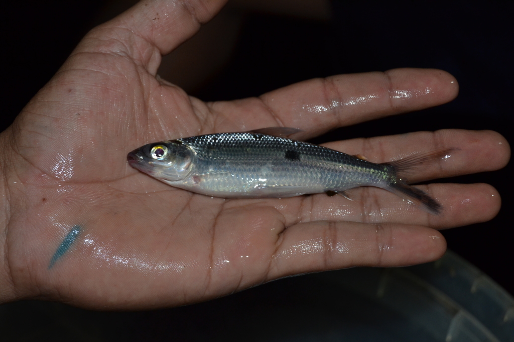 Smallscale hemiodus (Hemiodus microlepis) — Hemiodontidae