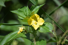 Ludwigia elegans