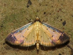 Eulepte