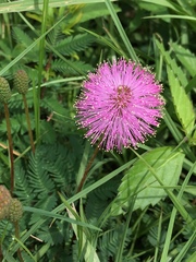 Mimosa strigillosa