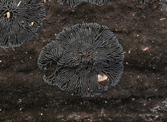 Glonium stellatum