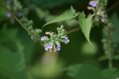 Teucrium vesicarium