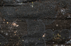 Glonium stellatum