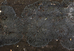 Glonium stellatum