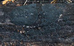 Glonium stellatum