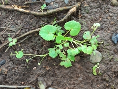 Centella asiatica