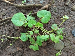 Centella asiatica