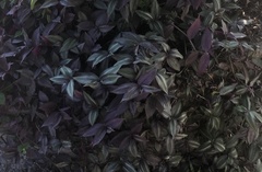 Tradescantia zebrina