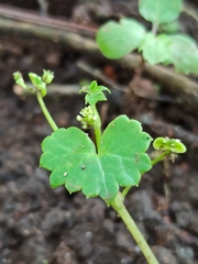 Centella asiatica