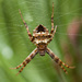 Heptagonal Orbweaver - Photo (c) Matt Claghorn, some rights reserved (CC BY-NC), uploaded by Matt Claghorn