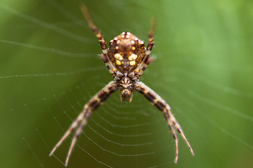Heptagonal Orbweaver
