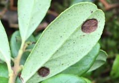 Coleophora vitisella