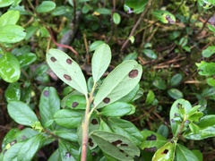 Coleophora vitisella