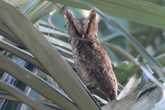 Otus lempiji