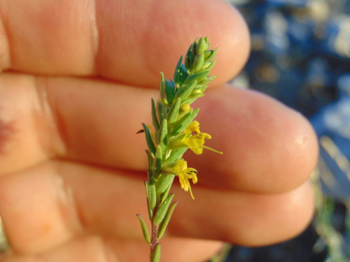 zdravienok žltý (Odontites luteus)