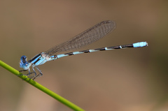 Argia leonorae