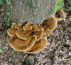Inocutis ludoviciana